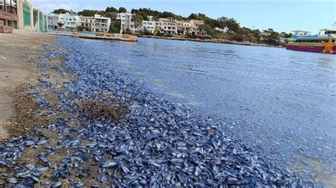 quallen mallorca 2024|Urlauber verwundert: Ganzer Strand auf Mallorca mit Quallen .